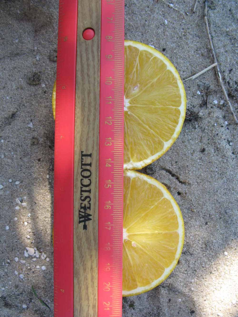            Fruit cross-section (Winter Haven, FL)   